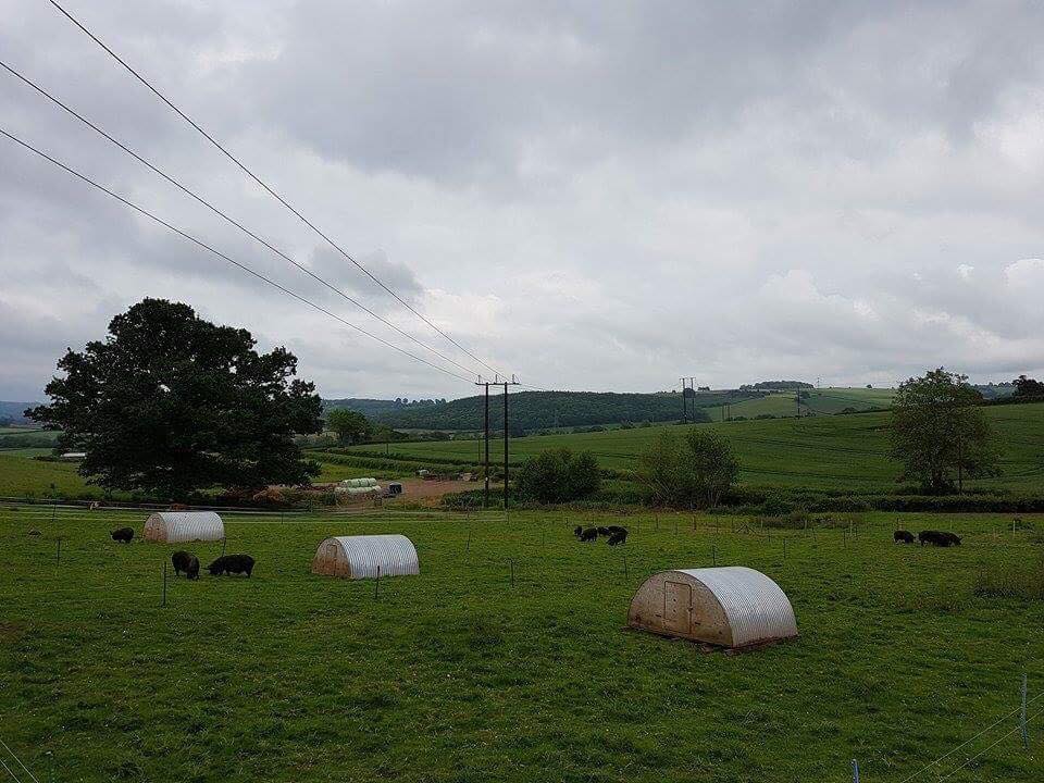 Pigs